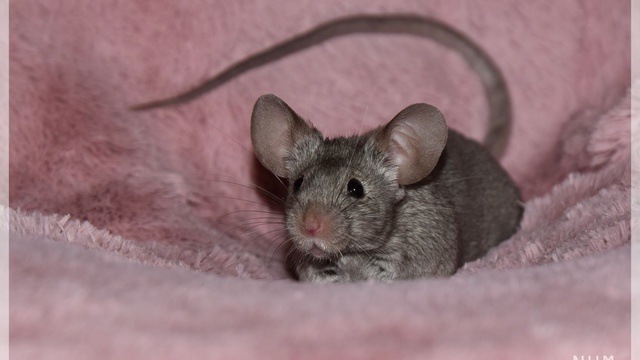 Imagen de portada del proyecto Association des Elevages Francais de Souris