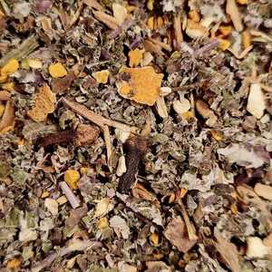 Yogi digest' - Tisane en vrac Bio