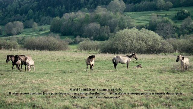 Cover image of the project Un nouvel espace pour les tarpans.