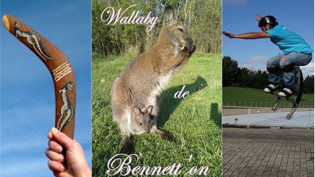 Image de couverture de la collecte WALLABY DE BENNETT'ON