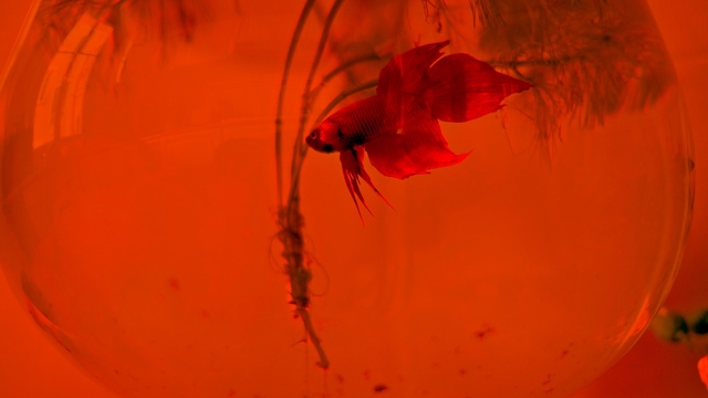 Image de couverture de la collecte Soleil Rouge