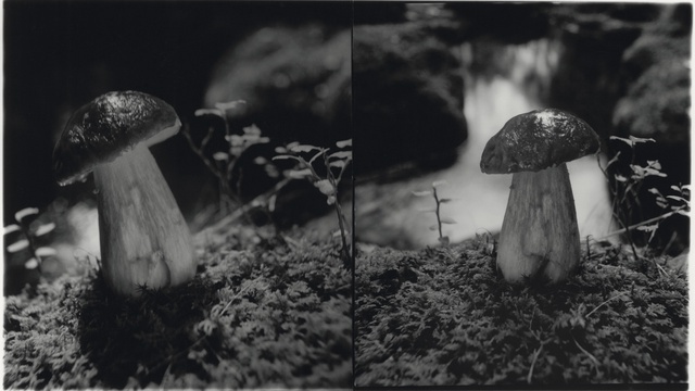 Cover image of the project Le cèpe est une merveilleuse apparition