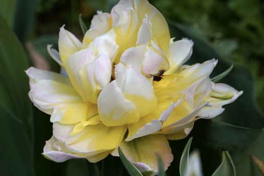 Dernière chance de planter vos bulbes à floraison printanière ! 🌷