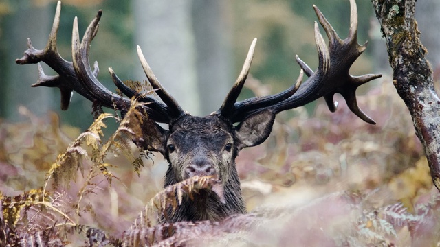 Cover image of the project A boire ! Demandent les cerfs...