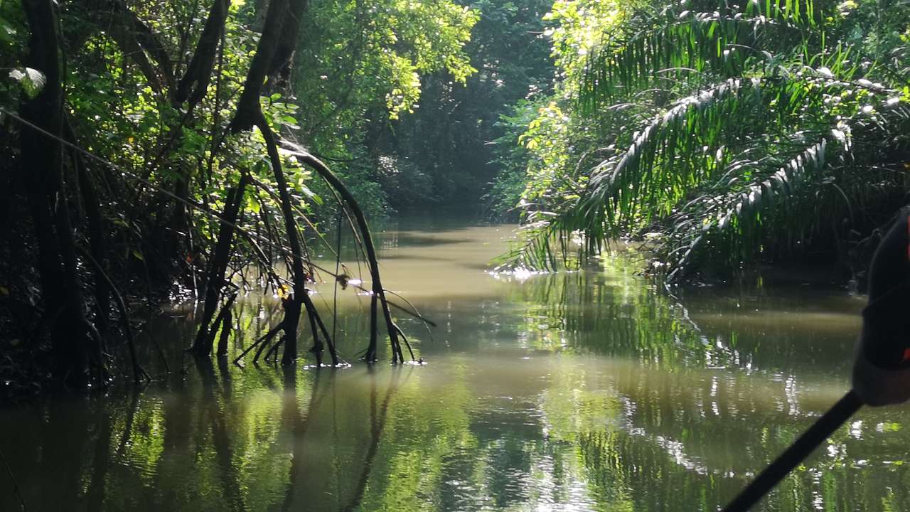 Etudier-Preserver le fleuve Ogooué et les mangroves au Gabon