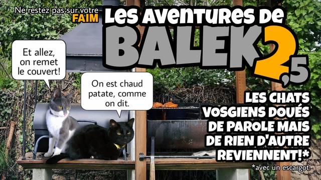 Cover image of the project Balek, le chat le plus blasé du web, revient.