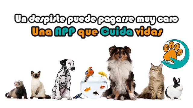Video de presentación de tu proyecto
