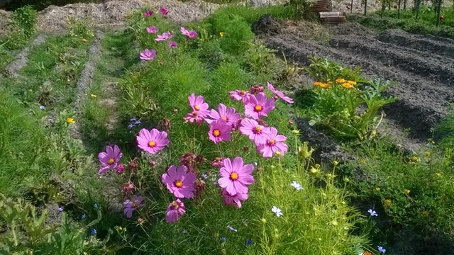 Image de couverture de la collecte La ferme de l'Ancien : des légumes Médocains !