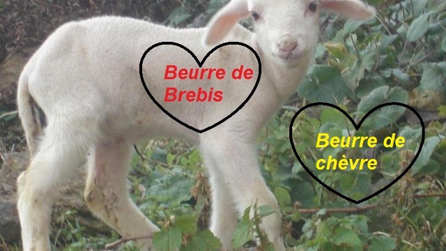 Cover image of the project Beurre de chèvre et de brebis