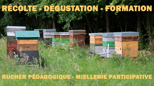 Image de couverture de la collecte Ensemble, pour les abeilles et la biodiversité