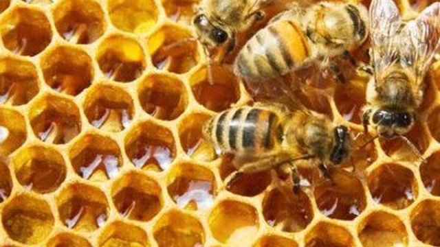 Cover image of the project Bee Api