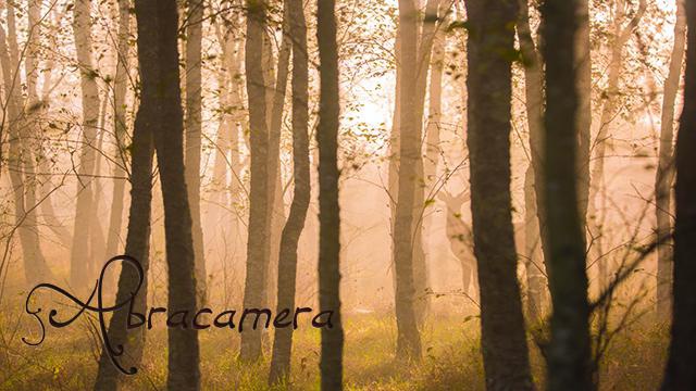 Image de couverture de la collecte Abracamera
