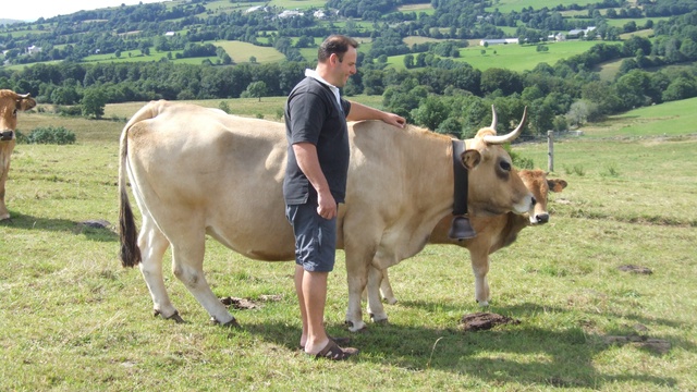 Cover image of the project Vente de colis de veau d'Aubrac
