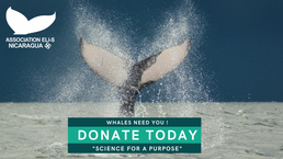 Help us protect whales in Nicaragua