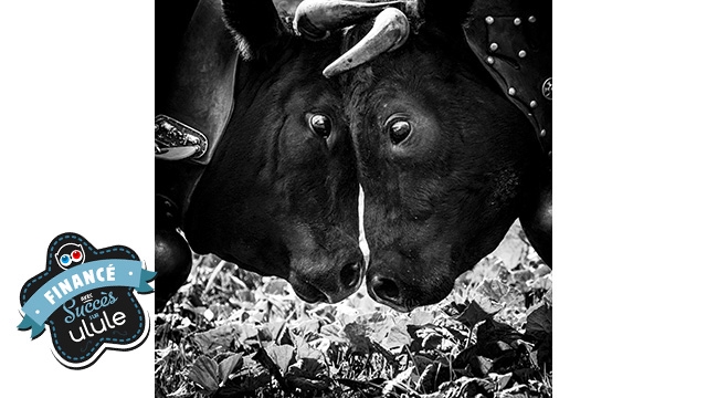Image de couverture de la collecte Vaches de combat Reines de coeur