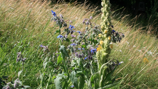 Image de couverture de la collecte Les Jardins de Beltaine
