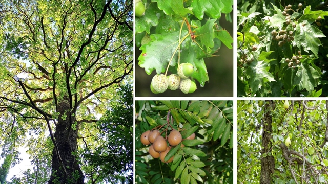 Image de couverture de la collecte PLANTONS DES ARBRES !
