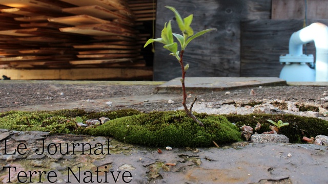 Cover image of the project Le Journal Terre Native