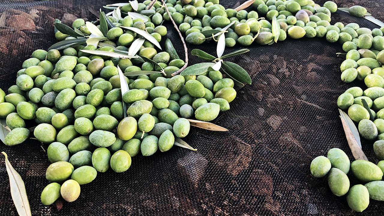 De l'huile d'olive parisienne