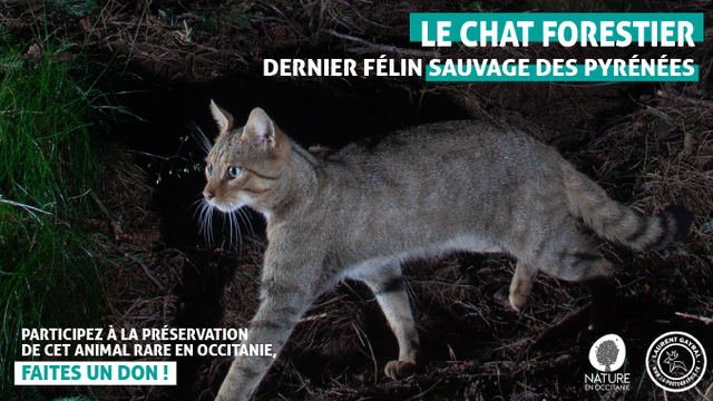 Cover image of the project Le Chat forestier : dernier félin sauvage des Pyrénées