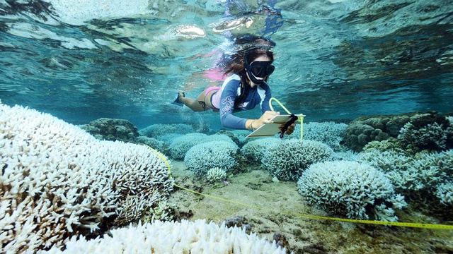 Image de couverture de la collecte La Route du Corail