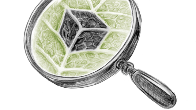 Image de couverture de la collecte Nature Curieuse Box