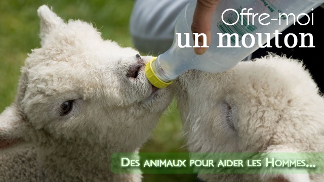 Videopresentatie van het project