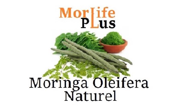 Cover image of the project MorLifeplus