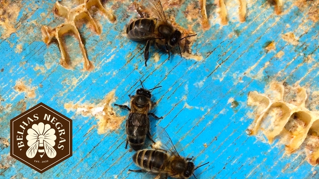 Cover image of the project Sauvons l'abeille noire!