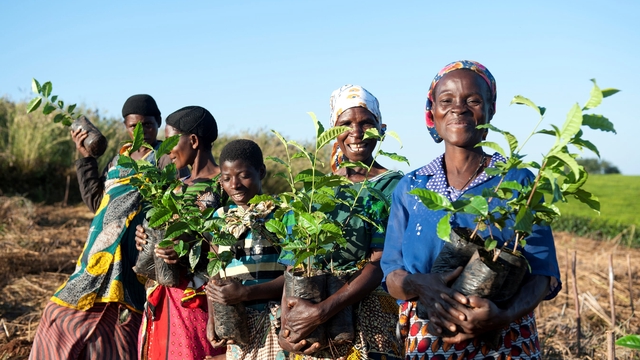 Cover image of the project Soutenons la production du café congolais