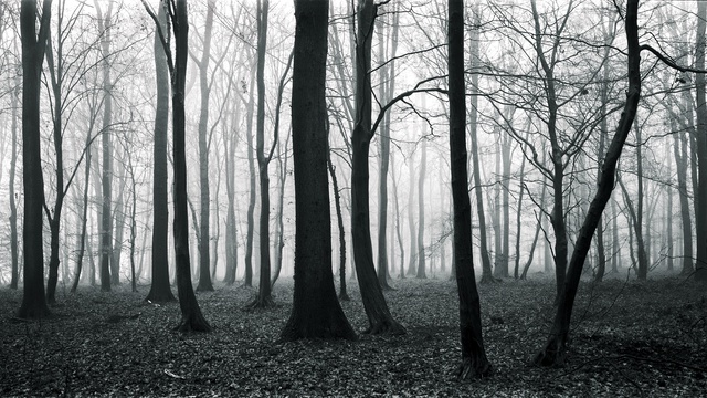 Image de couverture de la collecte "Forêt de Mormal, présence d'un paysage"