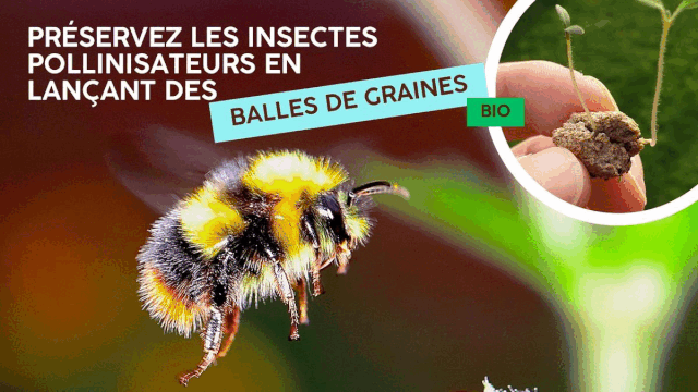 Vidéo de présentation de la collecte