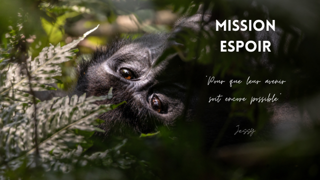 Cover image of the project Mission Espoir : un documentaire pour protéger les gorilles