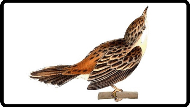 Cover image of the project Exposition sur l'illustration naturaliste