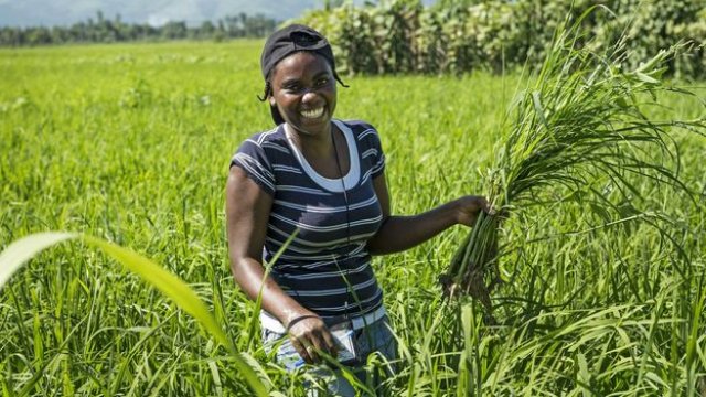 Cover image of the project Agriculture durable pour Haïti
