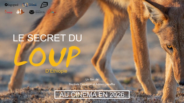 Video presentation of the project