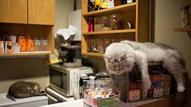 Cover image of the project Cat Cafè