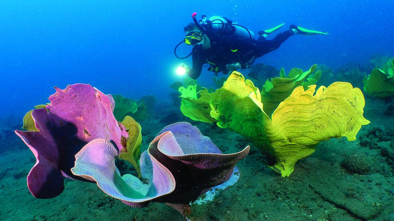 Livre « Forêts océanes