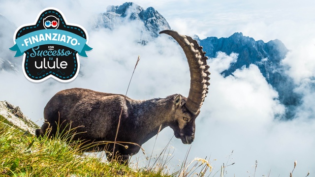 Immagine di copertina del progetto Mammiferi in FVG