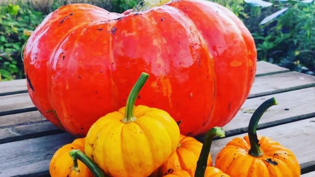 Des légumes bons et bio