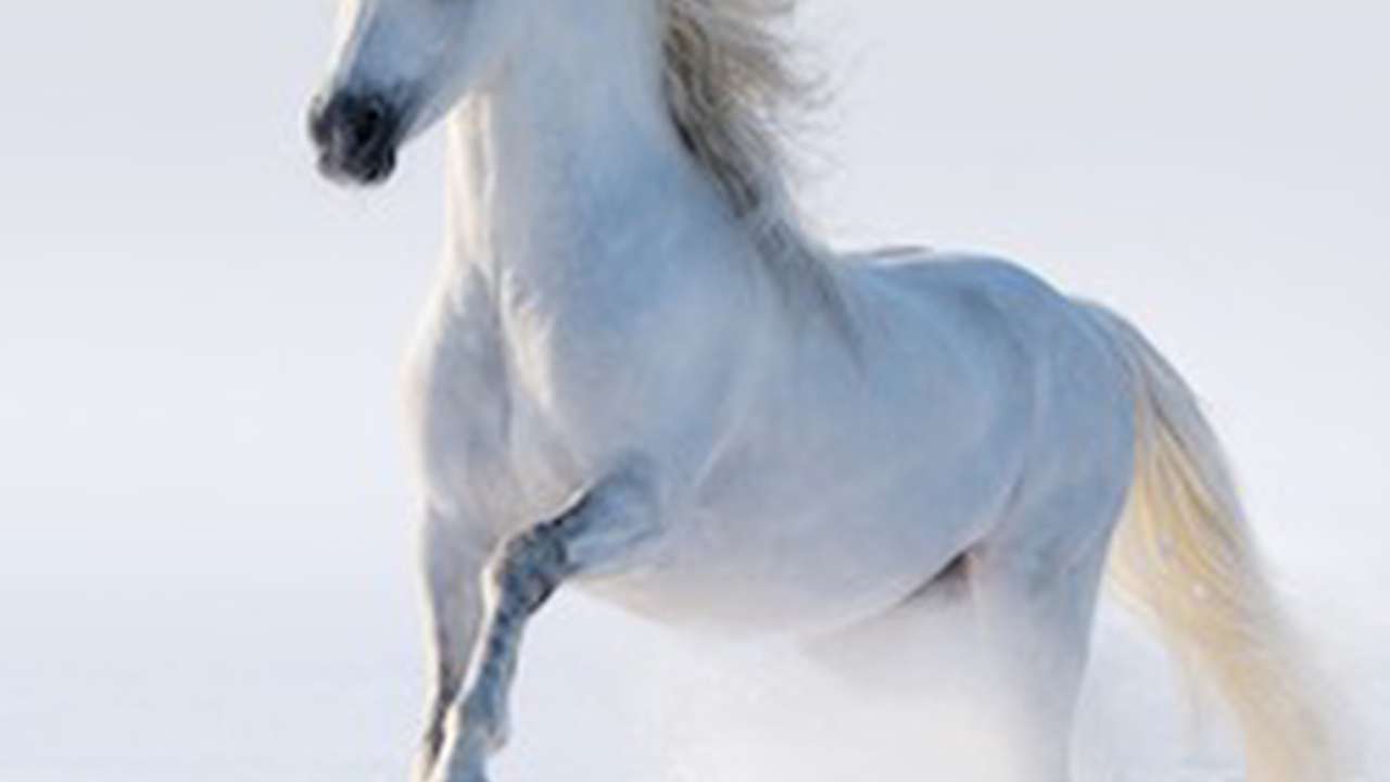 Esprit Cheval - échanges avec la culture Navajo