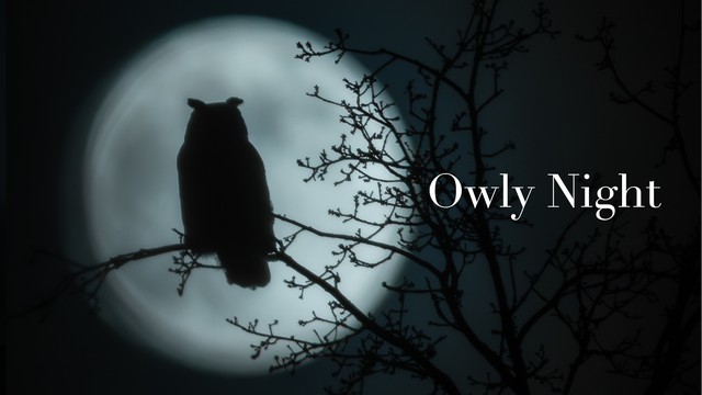 Image de couverture de la collecte Livre PHOTO "Owly night"