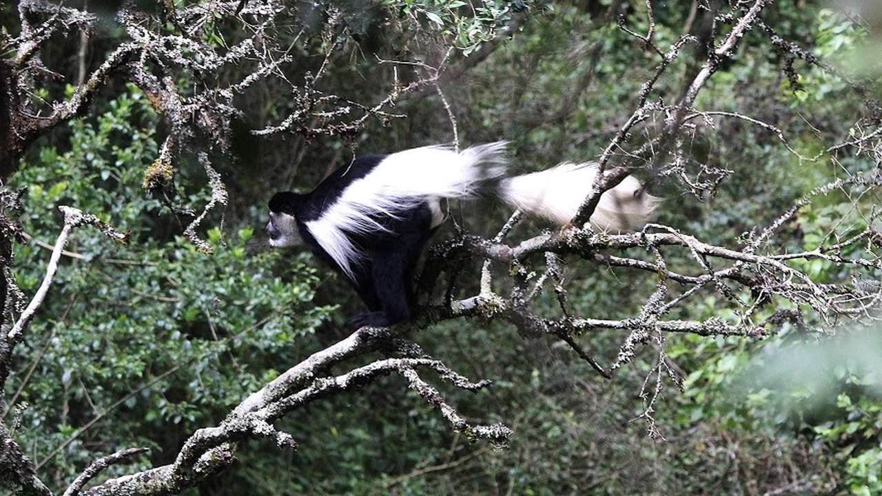 STEP 2 - Help Solomon relocate colobus monkeys to safety