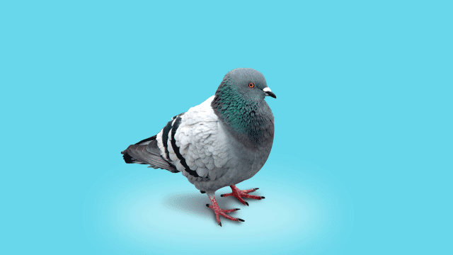 Cover image of the project Adopte Un Pigeon