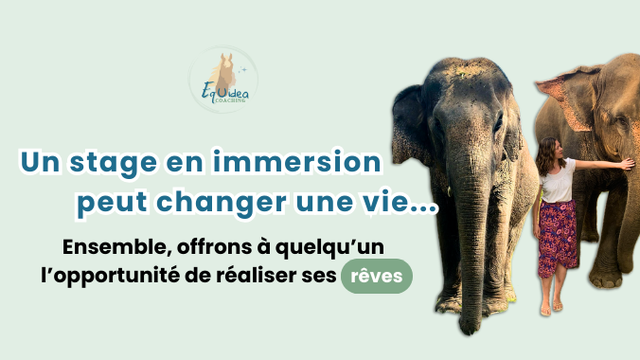 Video presentation of the project