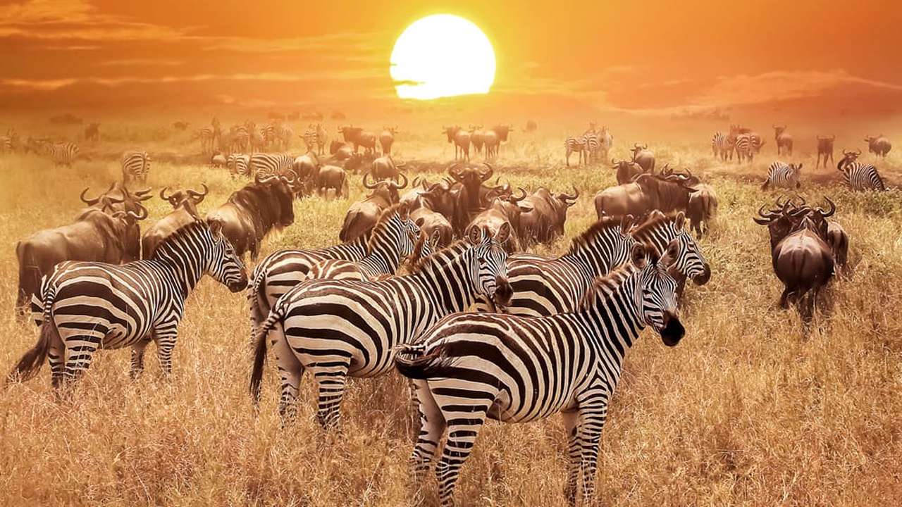 I PRESENT TO YOU MY AFRICA