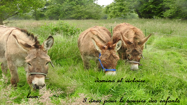 Nos amis les ânes et nos petits compagnons - Ulule