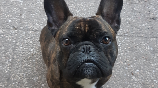 Cover image of the project Collier inviolable et connecté : protégez votre chien du vol