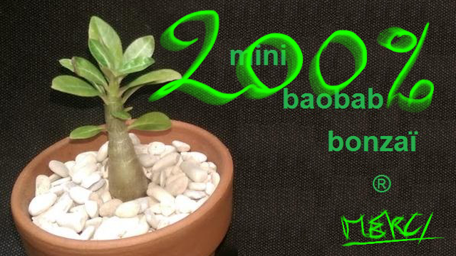 Cover image of the project Production du Mini Baobab Bonzaï®