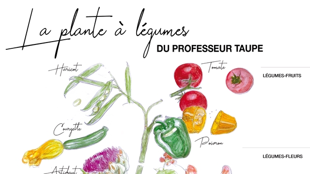 Cover image of the project Création d'affiches pédagogiques